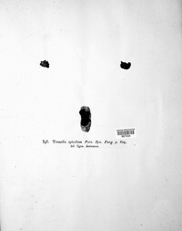Exidia glandulosa image